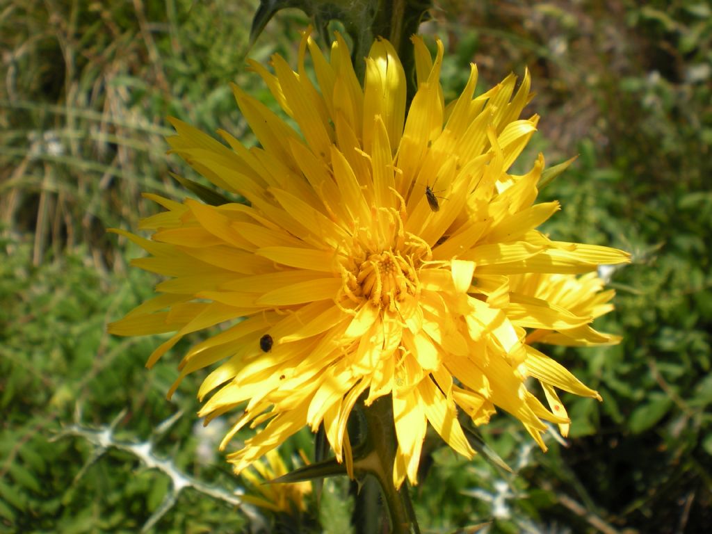Scolymus grandiflorus / Cardogna maggiore